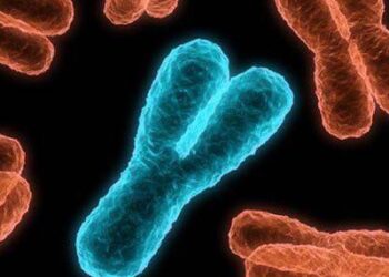 Bilimsel bulgular Gösteriyor: Y Kromozomu Yok Olma Tehlikesinde