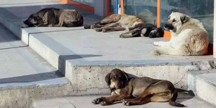 Aç Kalan Sokak Hayvanları Agresifleşir: İstanbul Yasağı Riskleri Büyütüyor