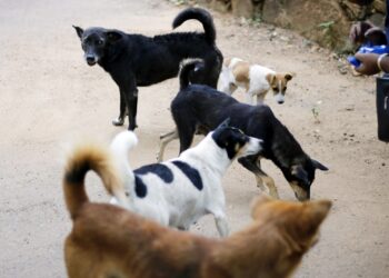 Toprak yolda duran sokak köpekleri ve yiyecek veren bir kişinin elleri